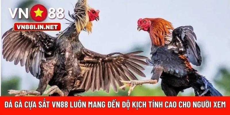 Đá gà cựa sắt VN88 