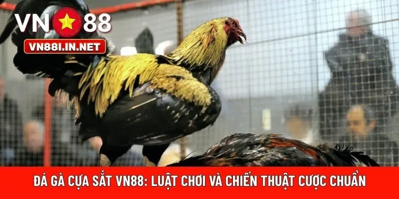 Đá gà cựa sắt