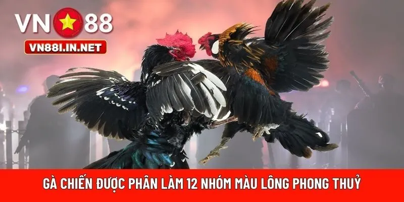 Gà chiến được phân làm 12 nhóm màu 