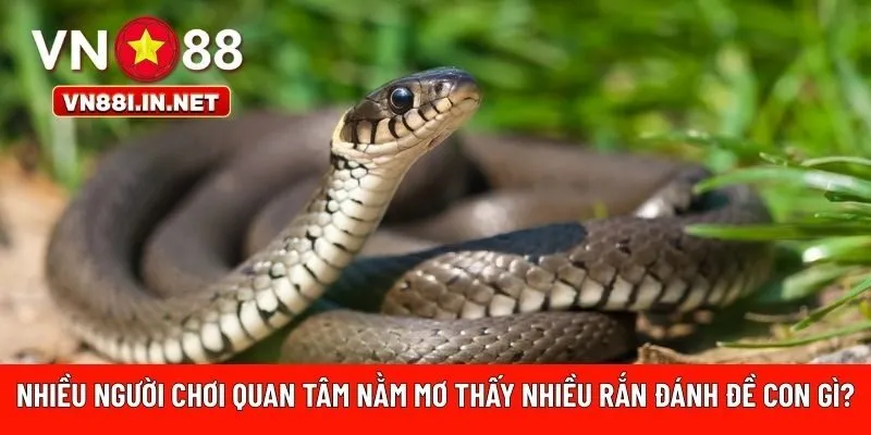 mơ thấy nhiều rắn đánh đề con gì?