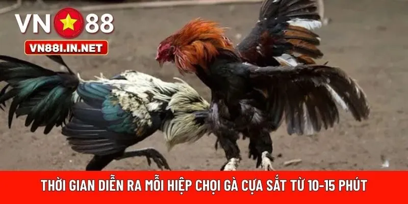chọi gà cựa sắt từ 10-15 phút